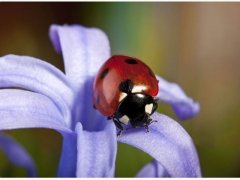 لنز ماکرو گوشی موبایل 6X Macro Lens