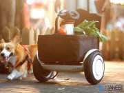 اسکوتر شیائومی Xiaomi Ninebot Plus Scooter
